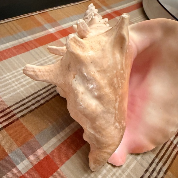Large Conch Shell Natural Pink Ocean- Heavy Beach Ocean Decor - Picture 2 of 10